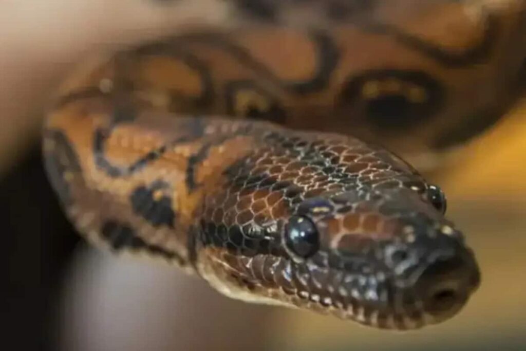 3 L Cases, 2,000 Deaths A Year: Snakebite Now 'Notifiable Disease', Reporting By States & UTs Mandatory