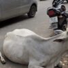 Cow Vigilantes Booked For Thrashing Civic Employees In Madhya Pradesh