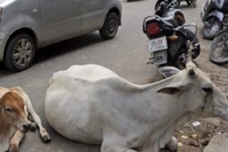 Cow Vigilantes Booked For Thrashing Civic Employees In Madhya Pradesh