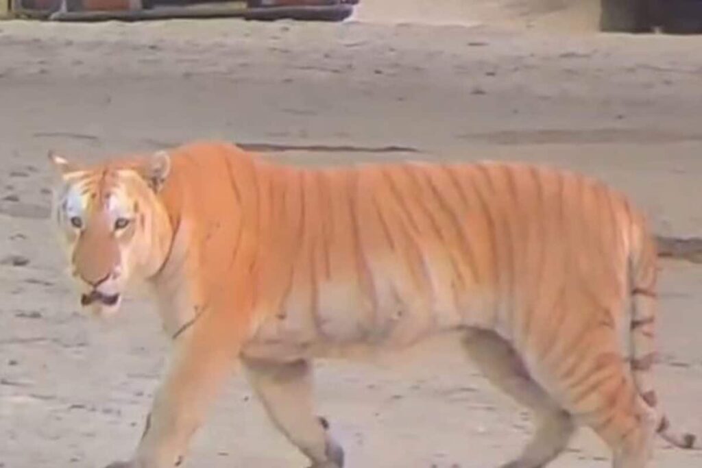 Rare Golden Tiger Crosses Tourists’ Path In Kaziranga Park, Stares Them In The Eye | Video