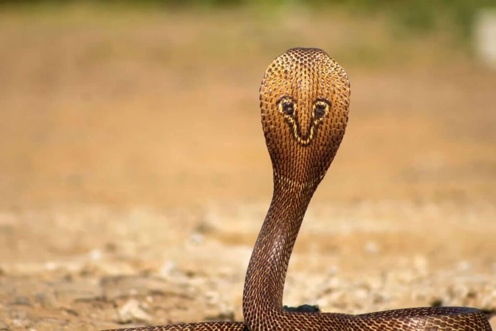 Snake Found In Mumbai Courtroom, Disrupts Proceedings For An Hour