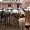 Over 100 Booked For Attacking Hindu Activists Protesting Cow Shelters' Poor Conditions