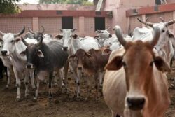 Over 100 Booked For Attacking Hindu Activists Protesting Cow Shelters' Poor Conditions