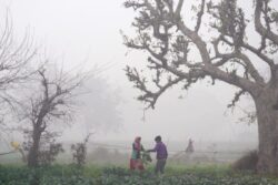 Dense Fog Engulfs Parts Of Delhi, Minimum Temperature Settles At 12°C