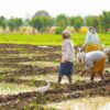 National Farmers’ Day 2024: Kisan Diwas History, Significance And 5 Quotes By Chaudhary Charan Singh