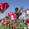 UP Farmers Face Unlikely Threat As Opium-Addicted Parrots Ravage Crops