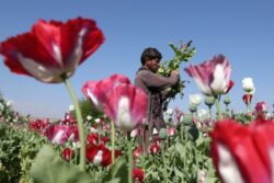 UP Farmers Face Unlikely Threat As Opium-Addicted Parrots Ravage Crops