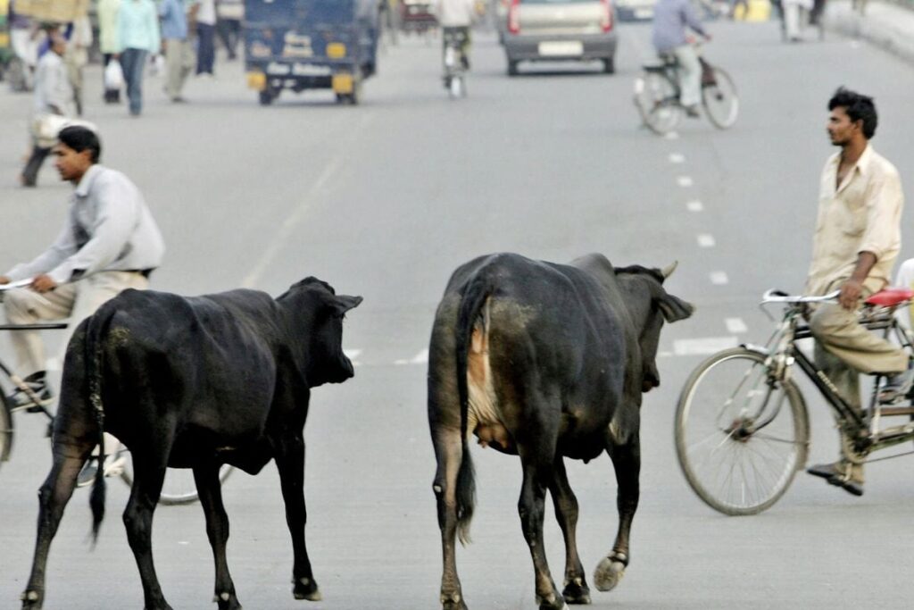 Cattle Shelters To Come Up On National Highways To Check Accidents, Stray Animal Deaths