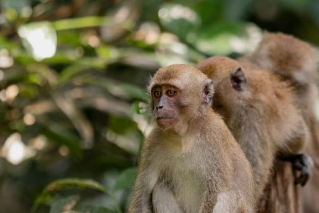 Banana Brawl: Fight Between 2 Monkeys Disrupts Train Services In Bihar's Samastipur