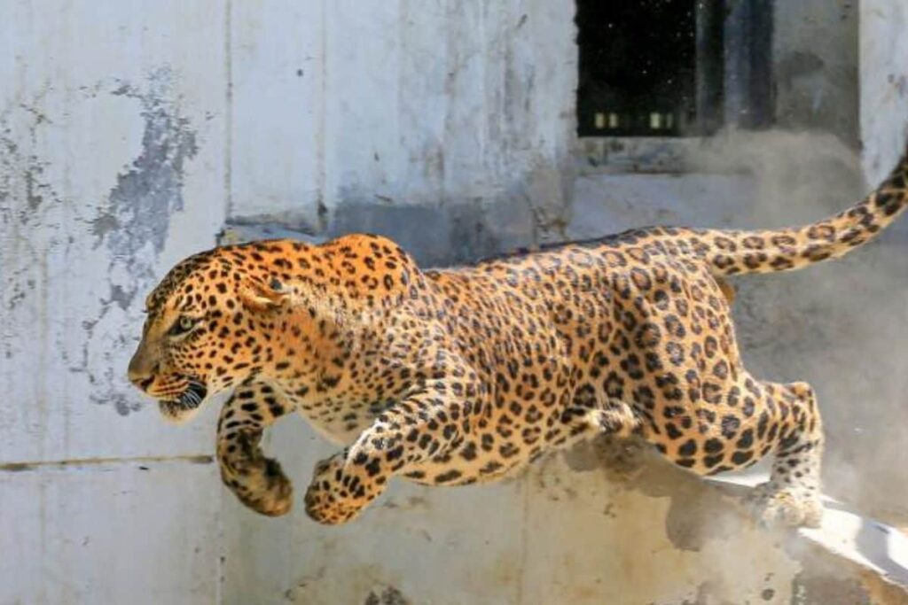 Leopard Walks Into Infosys Mysuru Campus, Employees Asked To Work From Home