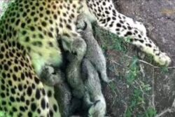 In Boost To India's Cheetah Conservation Efforts, 5 Cubs Born At Anant Ambani's Vantara