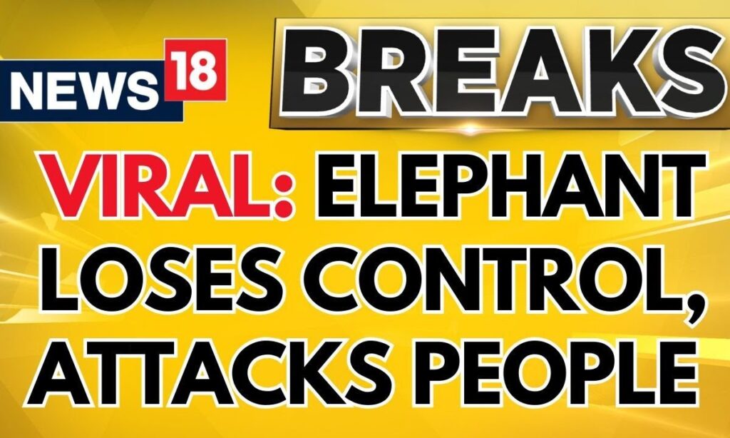 Kerala News: Elephant Loses Control, Attacks Person at Mosque | Over 12 Injured | Visuals | News18