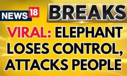 Kerala News: Elephant Loses Control, Attacks Person at Mosque | Over 12 Injured | Visuals | News18