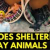 Heartwarming Acts: Hemkunt Foundation & Stray Talk India Shield Delhi's Strays From Harsh Winter