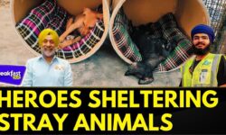 Heartwarming Acts: Hemkunt Foundation & Stray Talk India Shield Delhi's Strays From Harsh Winter