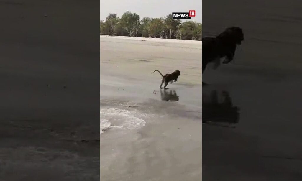 Tiger Released In Sunderban Area After Being Caught Yesterday | It was Roaming Around Human Habitat