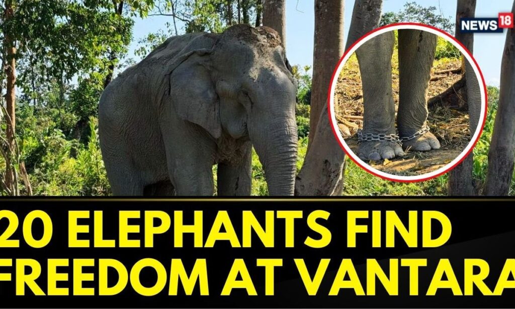 Vantara Offers Chain-Free Haven for 20 Rescued Elephants | Vantara Animal Kingdom | Animal Rescue