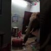 Wild Elephant Smashes Door And Reaches Trunk Inside To Search For Food In Tamil Nadu, India | N18S