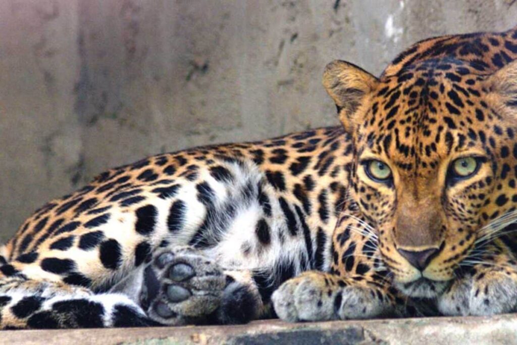 Leopards Spotted In Bengaluru, Forest Officials Ask Residents To Keep Vigil