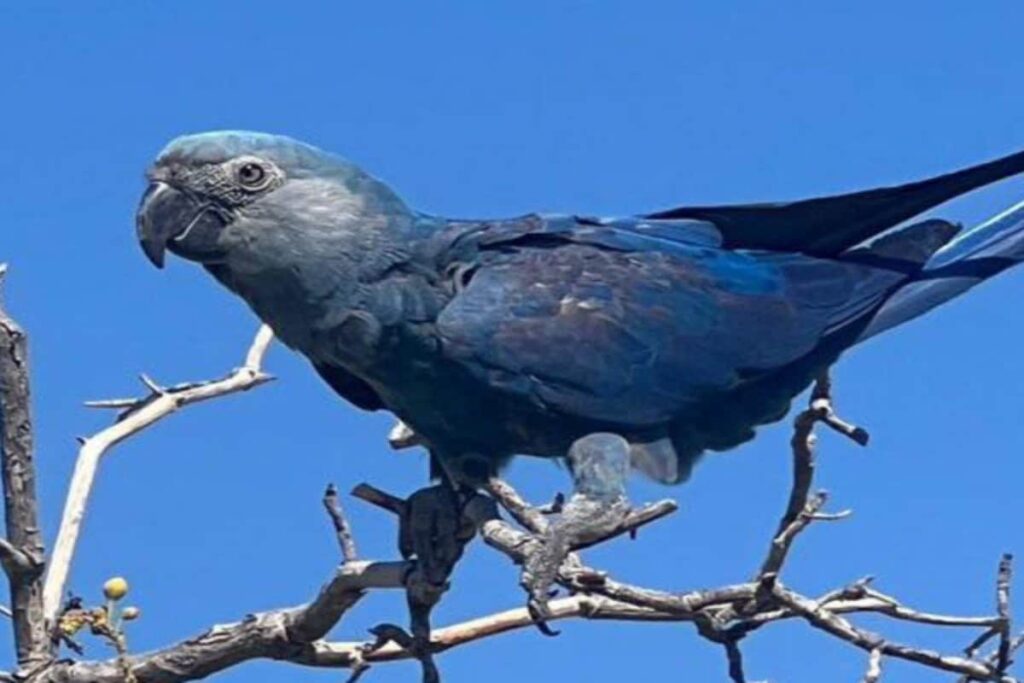 Vantara Partners With ACTP To Reintroduce 41 Extinct-In-The-Wild Spix’s Macaws In Brazil