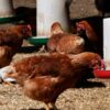 With 9 Mutations, Bird Flu Poses Global Health Risk But No Need For Public Alarm: Top Virologist