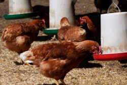 With 9 Mutations, Bird Flu Poses Global Health Risk But No Need For Public Alarm: Top Virologist