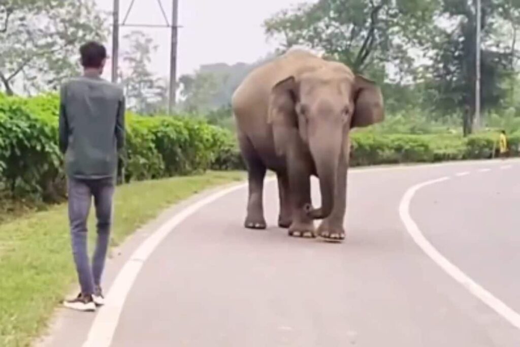 'Don’t Irritate Wild Animals For Fun': Video Of Man Provoking Elephant Sparks Outrage Online