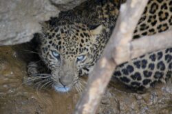 Leopard Kills Blackbuck Near Statue Of Unity, Seven Deer Die Out Of Panic