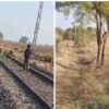 Gujarat Forest Guard Bravely Chases Lion Away From Railway Tracks | Watch