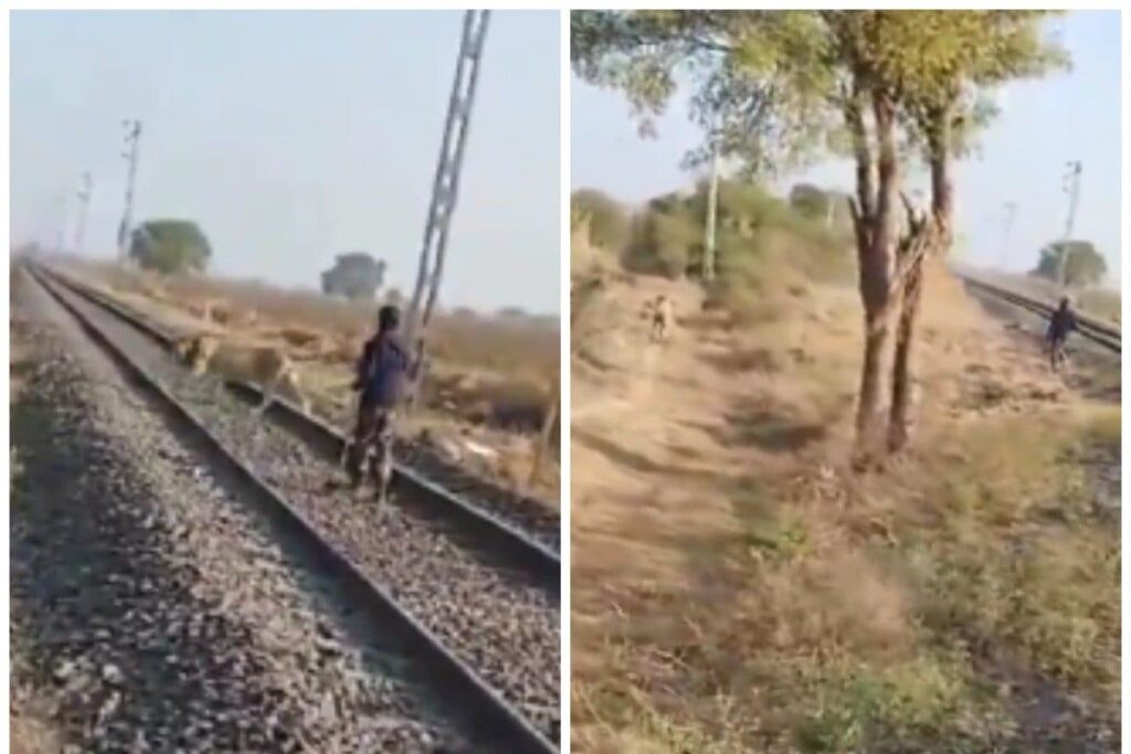 Gujarat Forest Guard Bravely Chases Lion Away From Railway Tracks | Watch