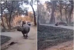 On Cam: Women Fall Off Safari Gypsy Near Rhinos At Kaziranga National Park, Escape Unscathed