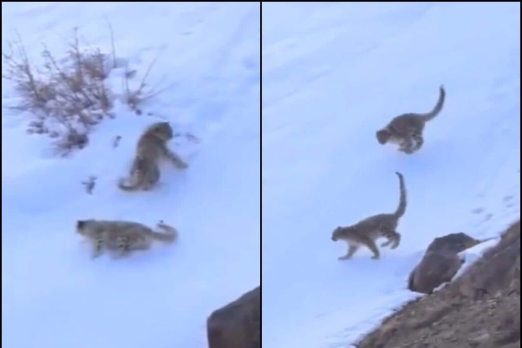 Netizens Left Awestruck Over Breathtaking Video Of Snow Leopards Frolicking In Ladakh | Watch