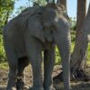 Vantara To Offer Chain-Free Haven For 20 Elephants Rescued From Logging Industry