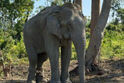 Vantara To Offer Chain-Free Haven For 20 Elephants Rescued From Logging Industry