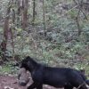 Watch: Rare Melanistic Leopard Carrying Cub In Its Mouth Spotted In Odisha Forest