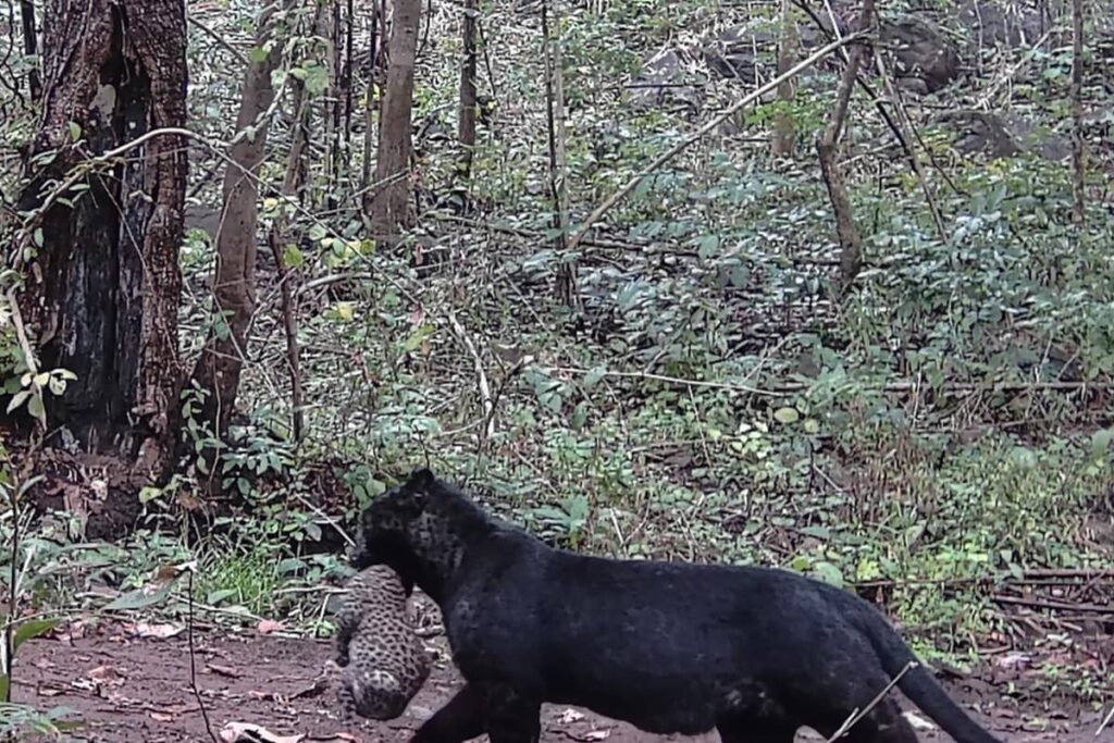 Watch: Rare Melanistic Leopard Carrying Cub In Its Mouth Spotted In Odisha Forest