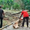 Mumbai: Woman Dead, Another Injured As Tree Branch Falls On Them In Ghatkopar