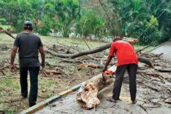 Mumbai: Woman Dead, Another Injured As Tree Branch Falls On Them In Ghatkopar