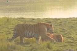 Rare Sighting Of Two Royal Bengal Tigers At Kaziranga National Park Thrills Tourists | Video