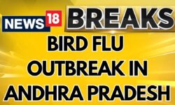 Bird Flu Deaths Confirmed In East And West Godavari Districts, Andhra Pradesh | Andhra Pradesh News