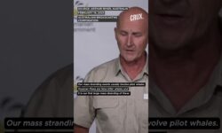 Dozens of False Killer Whales Stranded on Tasmania Beach to be ‘Euthanised’