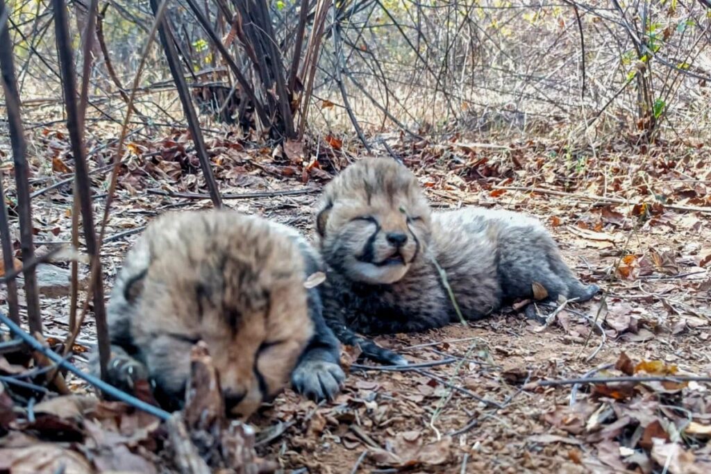 Five More African Cheetahs Released From Enclosures, Seven Now Roam Free In Madhya Pradesh's Kuno