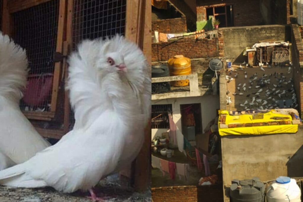 UP: 400 Pigeons Worth Rs 10 Lakh Stolen From 65-Year-Old Traditional ‘Kabootarbaaz’ In Meerut