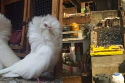 UP: 400 Pigeons Worth Rs 10 Lakh Stolen From 65-Year-Old Traditional ‘Kabootarbaaz’ In Meerut