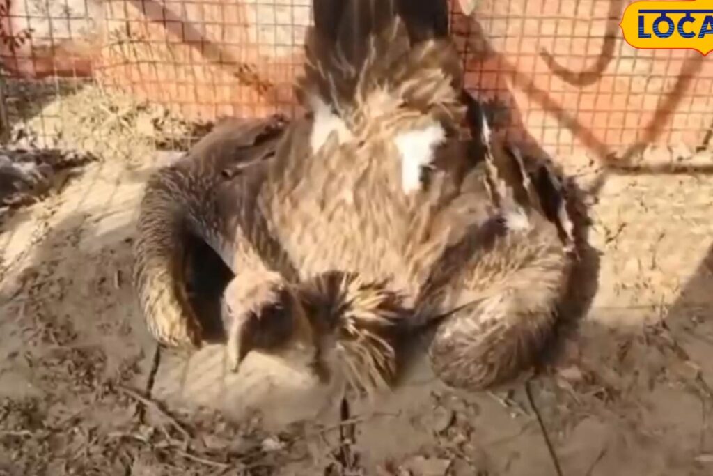 Giant Bird Falls From The Sky In UP's Barabanki, Identification Of The Species Stuns Forest Officials