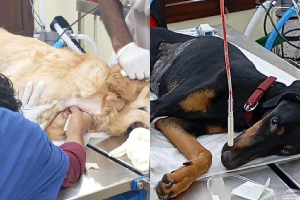 Pawsitive Vibes Only: How 5-Year-Old Golden Retriever Coco Helped Save 10-Month-Old Doberman Leo