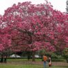 Activists Fume As Bengaluru’s Green Lung Cubbon Park Faces Threat From Private Art Gallery