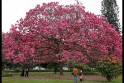 Activists Fume As Bengaluru’s Green Lung Cubbon Park Faces Threat From Private Art Gallery