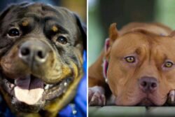 Goa To Ban Rottweilers, Pitbulls After Dog Attacks: Here's What Their Owners Need To Do Now
