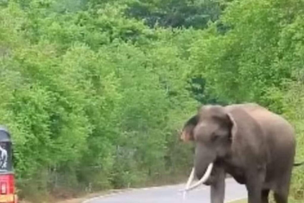 Man Dies in Suspected Wild Elephant Attack in Kerala''s Wayanad